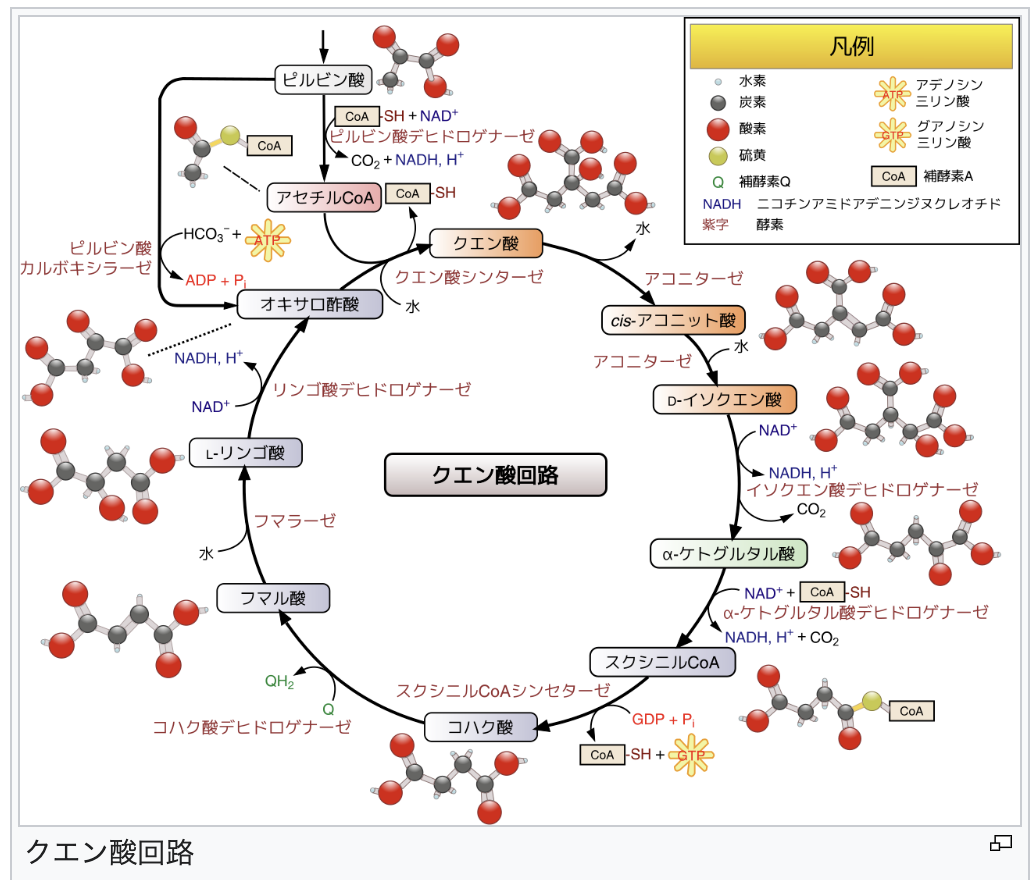 Citric acid cycle