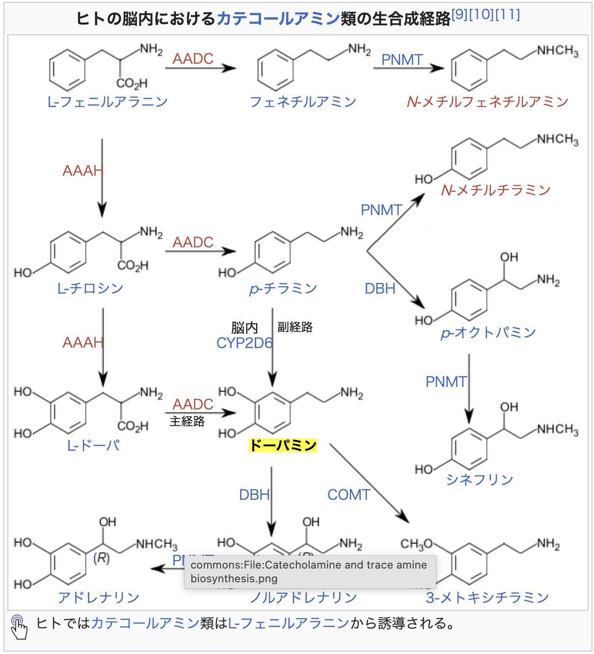 neurotransmitters